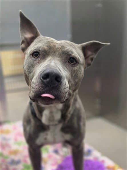 Papaya - American Pit Bull Terrier