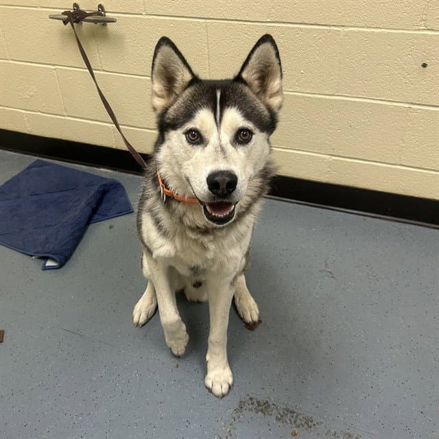 Maui - Siberian Husky