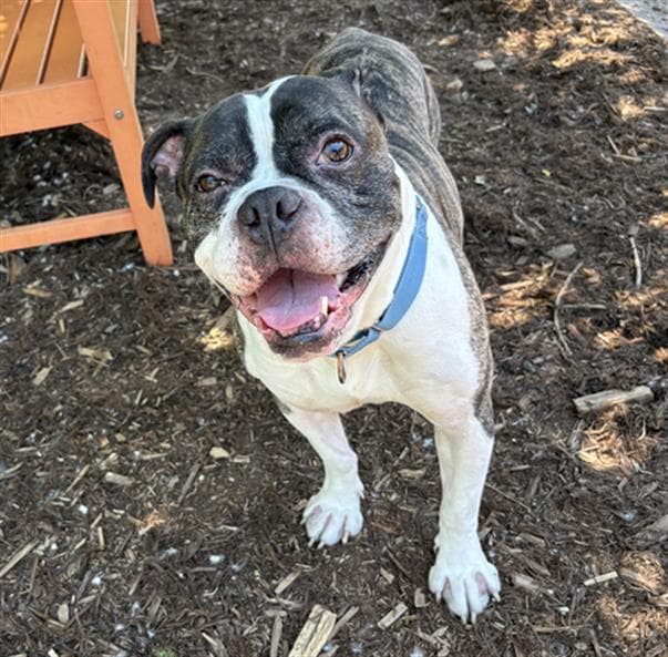 Rollie - Boxer