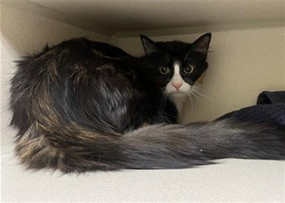 Mini - Domestic Medium Hair
