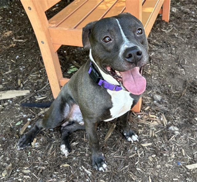 Alonia - American Pit Bull Terrier