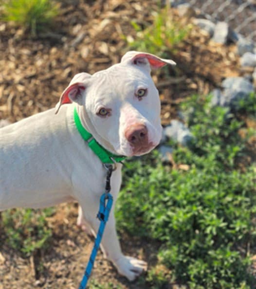 Baymax - American Pit Bull Terrier