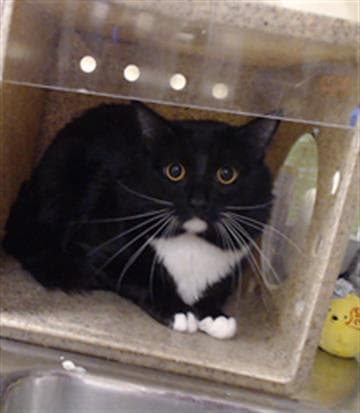 Sylvester - Domestic Medium Hair