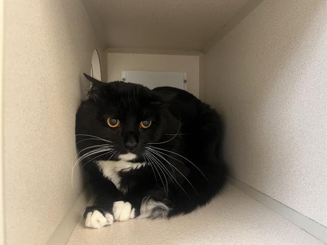 Sylvester - Domestic Medium Hair