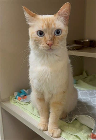 Noah - Domestic Medium Hair