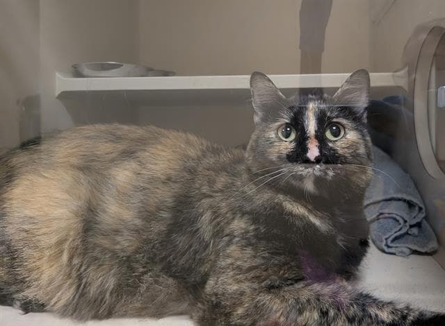 Wren - Domestic Short Hair