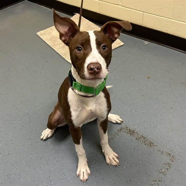 Delila - Pit Bull Terrier