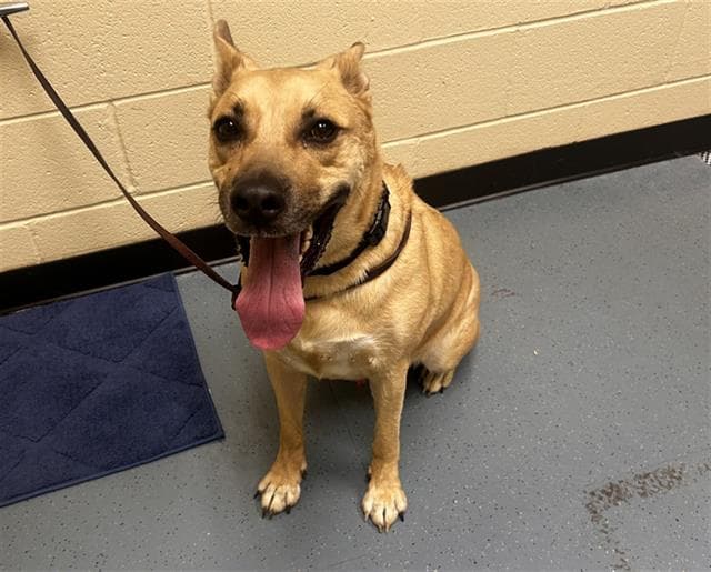 Sid - Labrador Retriever