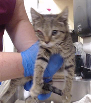 Mae - Domestic Short Hair