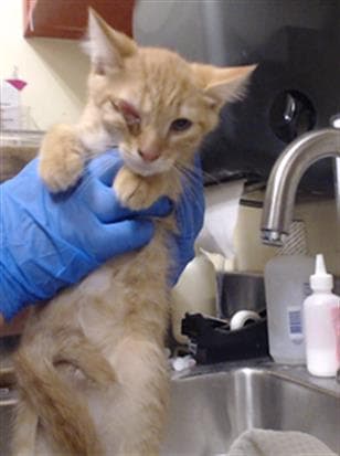 Scout - Domestic Short Hair