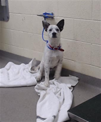 Otter - Australian Cattle Dog/Blue Heeler