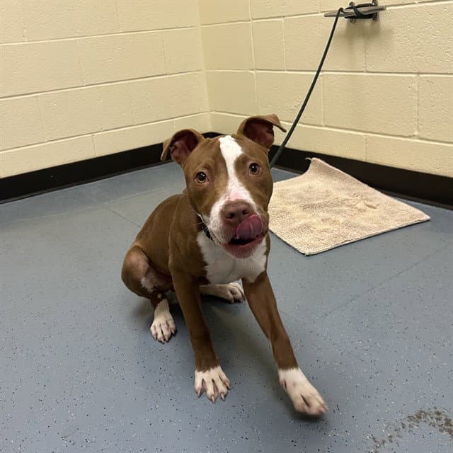 Tokyo - Pit Bull Terrier