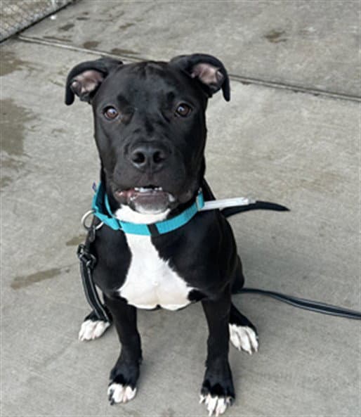 Boston Tea - Pit Bull Terrier