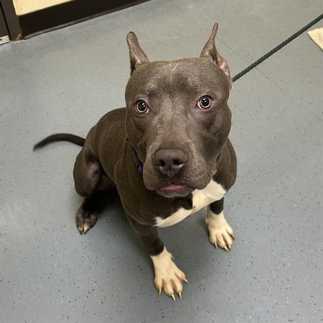 Bebe - Pit Bull Terrier