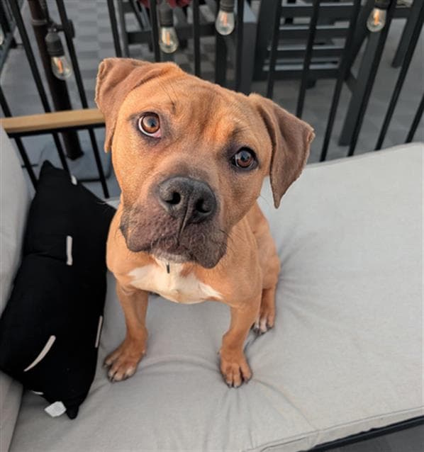 Boston Cream - American Pit Bull Terrier