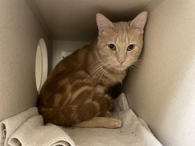 Meelo - Domestic Short Hair