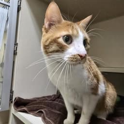 Meow image 1