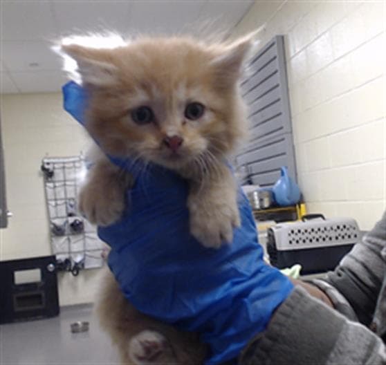 Cheeto - Domestic Long Hair