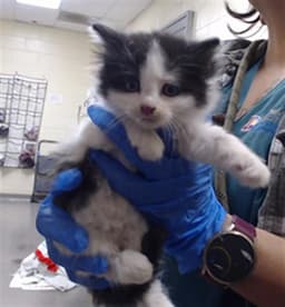 Oreo image 1