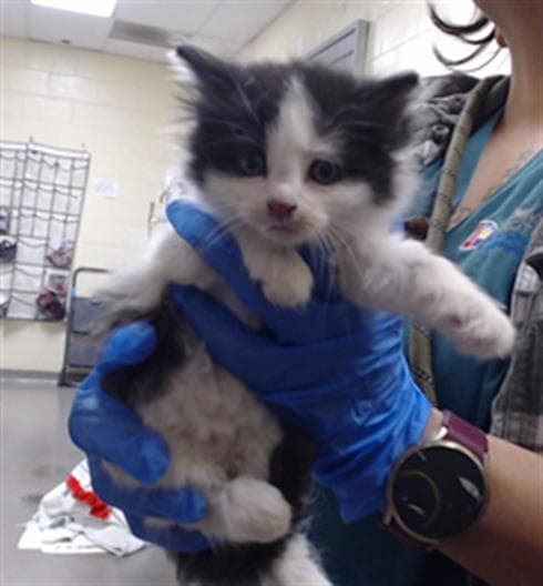 Oreo - Domestic Long Hair