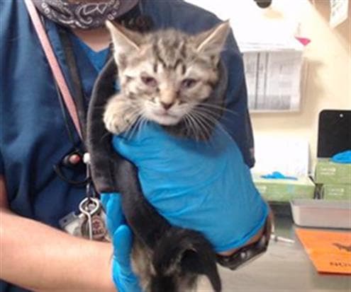 Holland - Domestic Short Hair