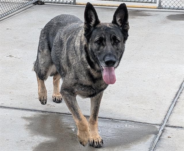 Guinness - German Shepherd Dog