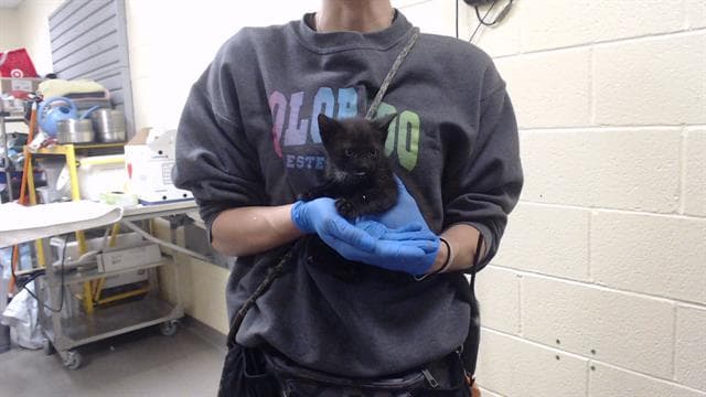 Warden Wiggles - Domestic Short Hair