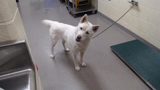 Cricket - Siberian Husky