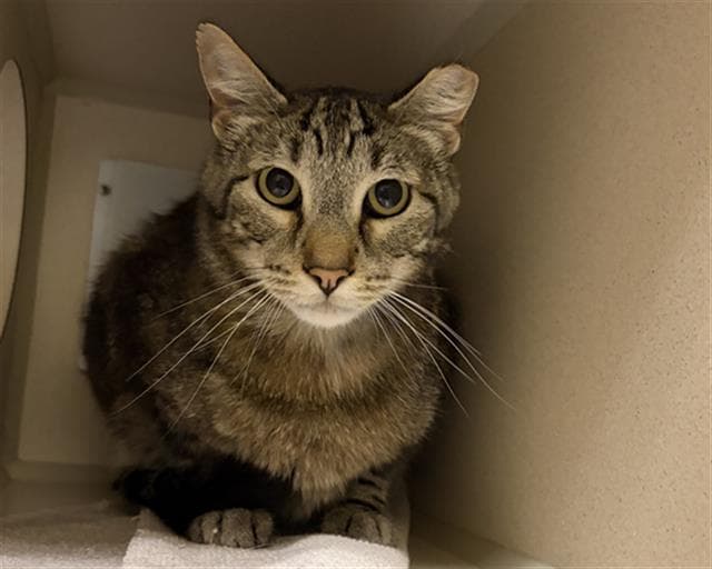 Chip - Domestic Short Hair