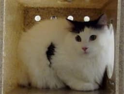 Snowball image 1