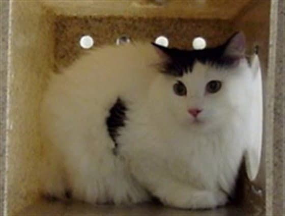 Snowball - Domestic Short Hair