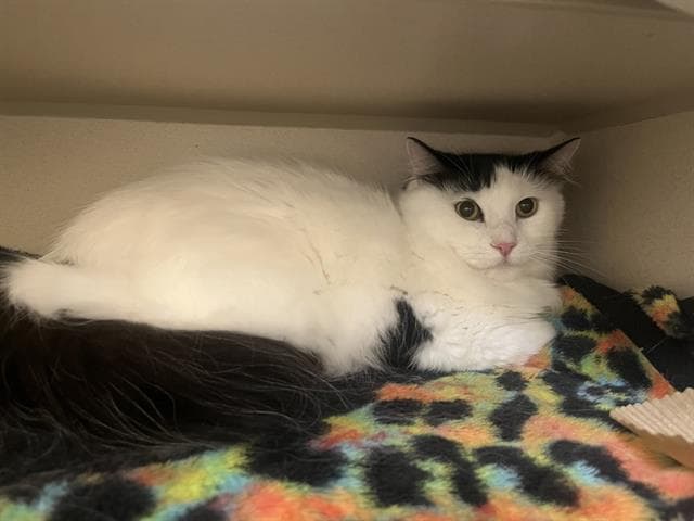 Snowball - Domestic Short Hair