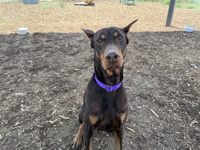 Coco - Doberman Pinscher