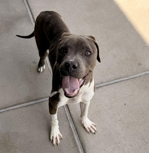 Milo - Pit Bull Terrier
