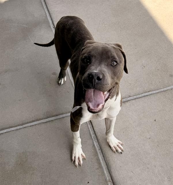 Milo - Pit Bull Terrier