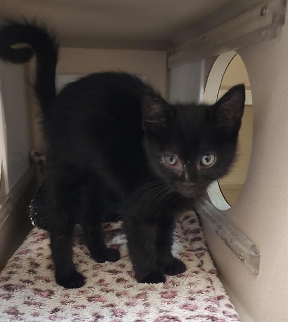 Albert - Domestic Short Hair