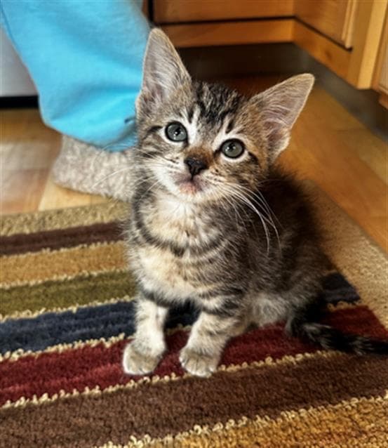 Scout - Domestic Short Hair