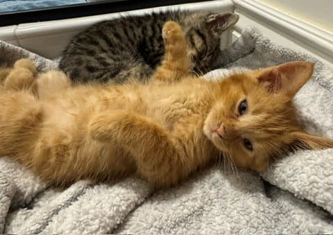 Golden - Domestic Short Hair