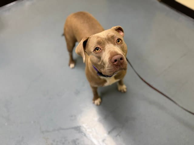 Floy - Pit Bull Terrier