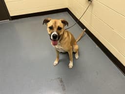 Bella image 1