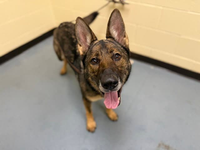 Dixie - German Shepherd Dog