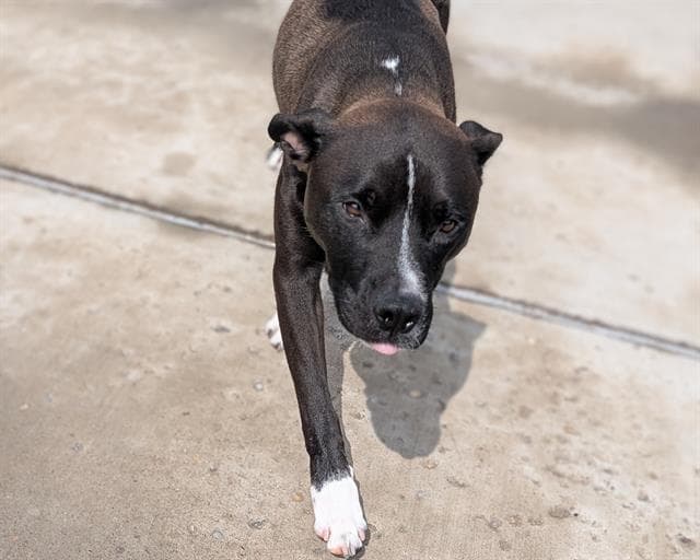 Leah - American Pit Bull Terrier