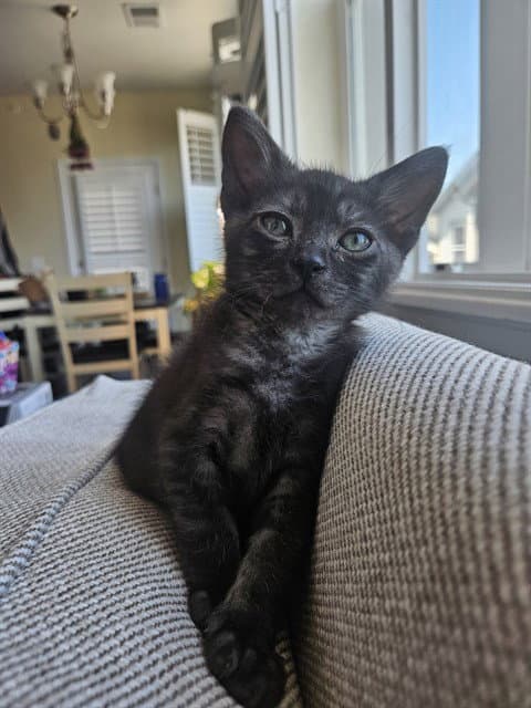 Archibald - Domestic Short Hair