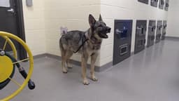 Cody image 1