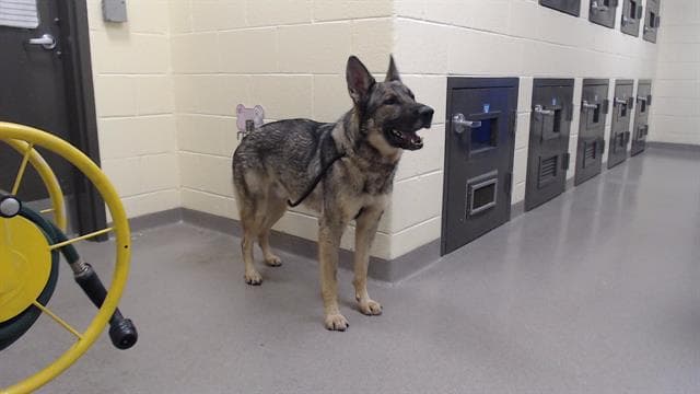 Cody - German Shepherd Dog