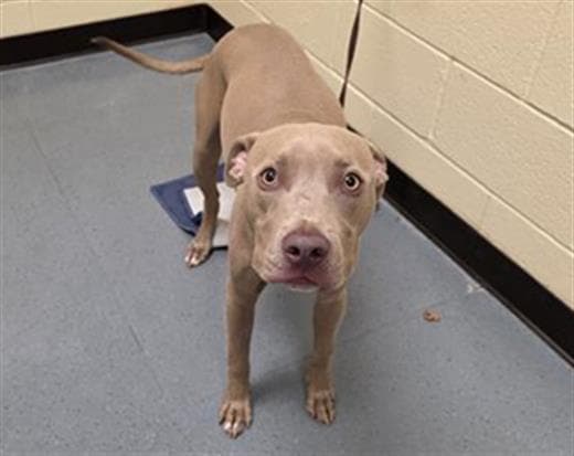 Leo - Pit Bull Terrier