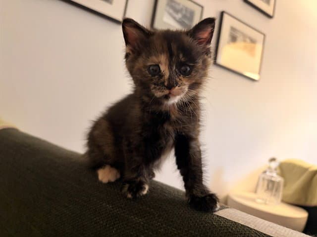 Caterpillar - Domestic Short Hair