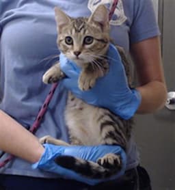 Miss Meow image 1