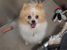 Teddy Graham image 1