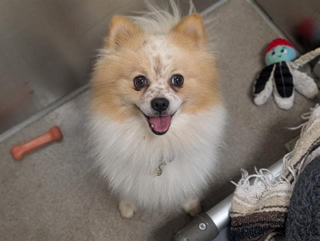 Teddy Graham - Pomeranian